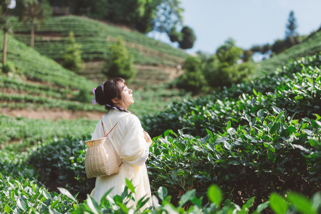 采茶叶的汉服美女秀色美女丝袜诱惑图片