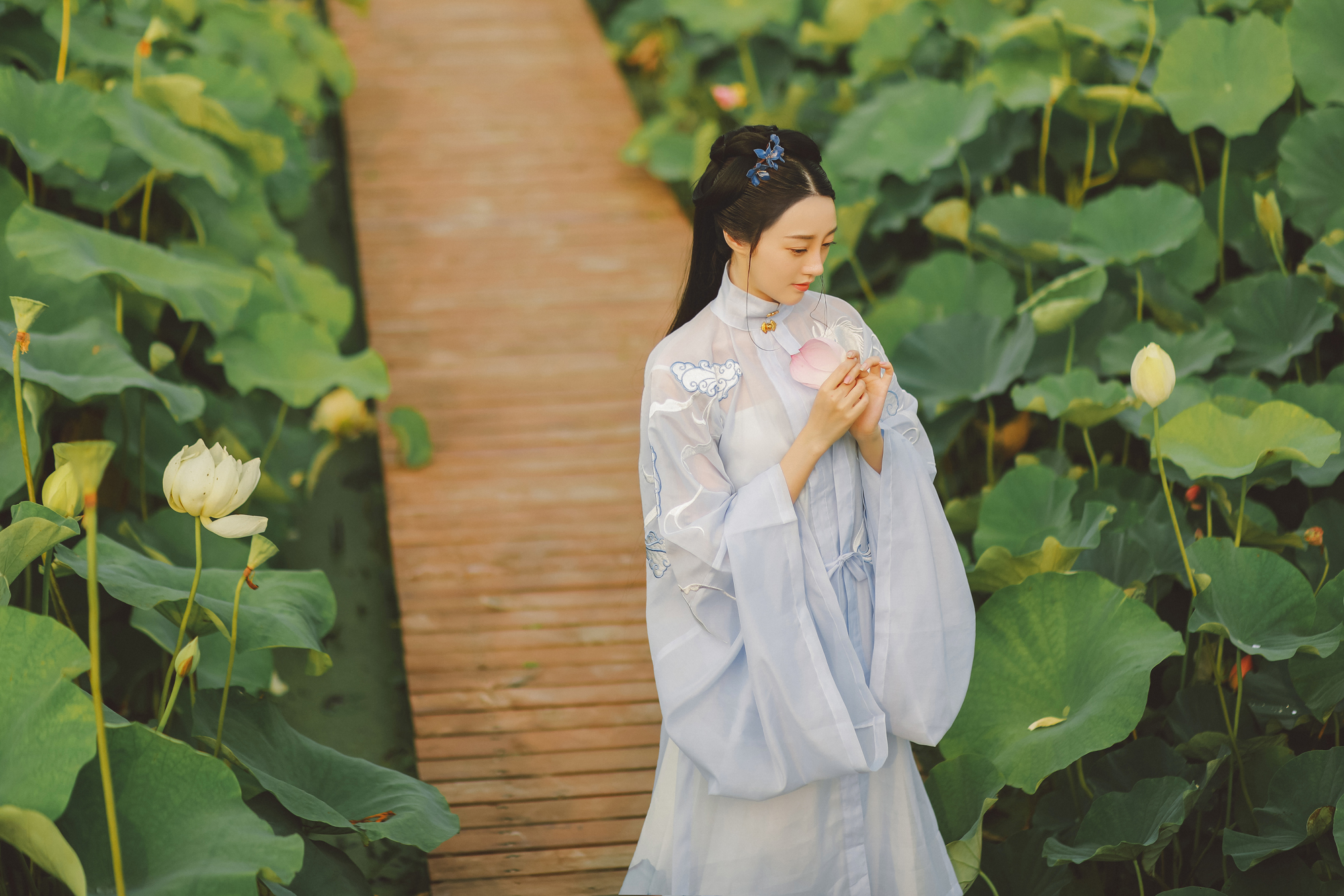 夏日荷塘美女淡色古装黑丝图片