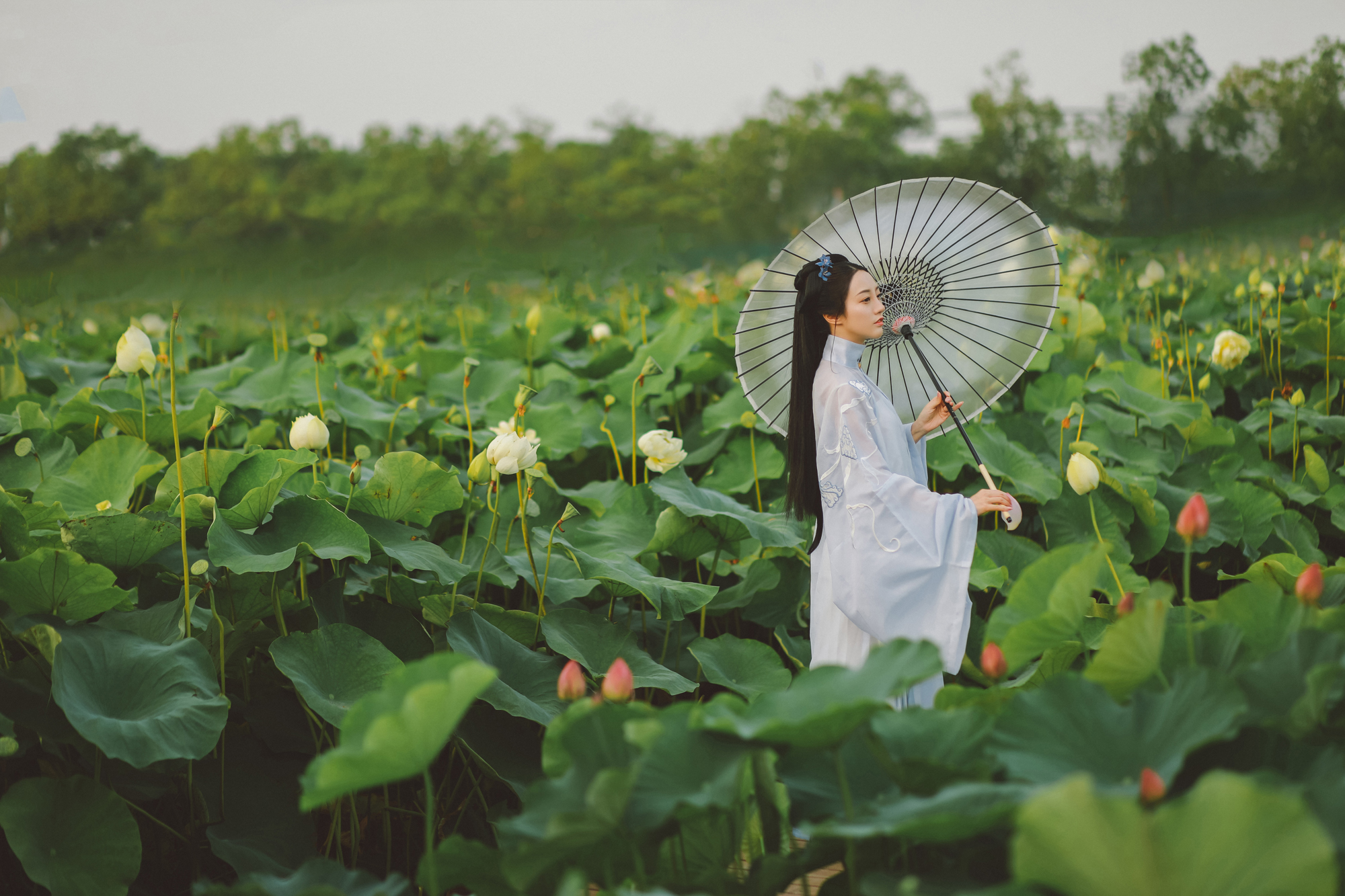 夏日荷塘美女淡色古装黑丝图片