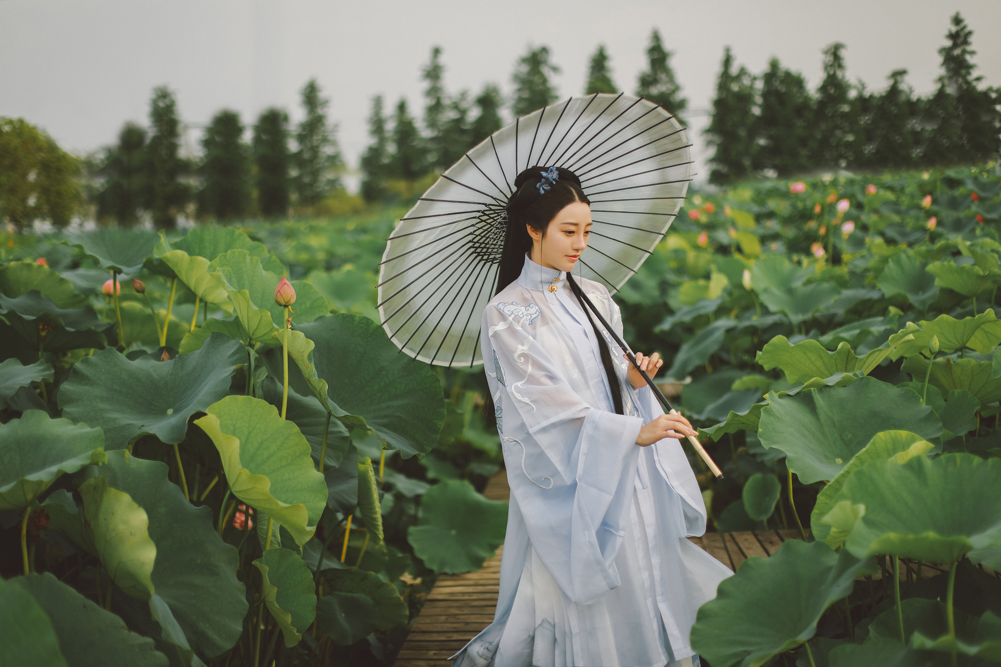 夏日荷塘美女淡色古装黑丝图片