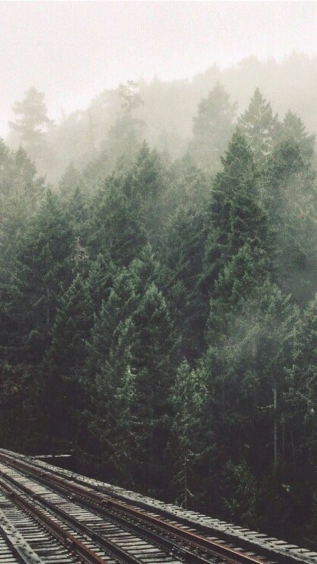 唯美绿色大森林自然风光高清手机壁纸