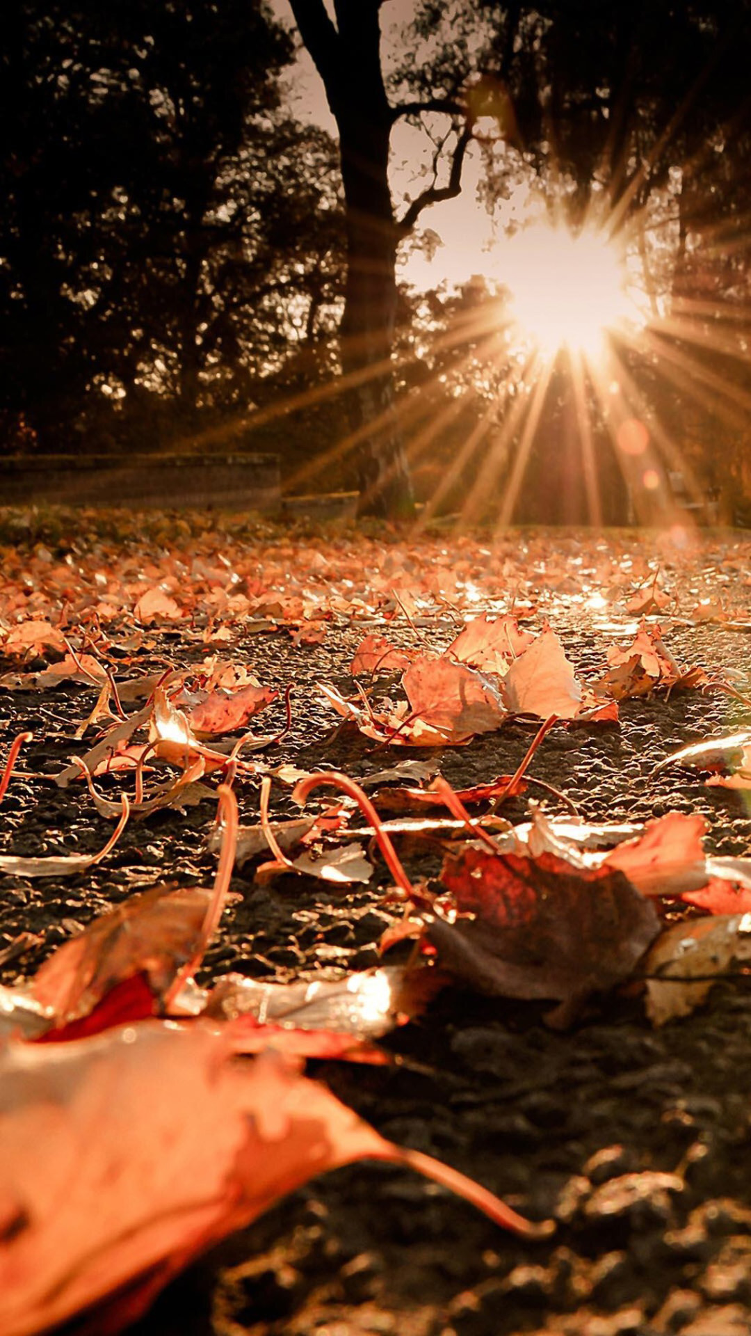 唯美秋季落叶景色图片手机壁纸