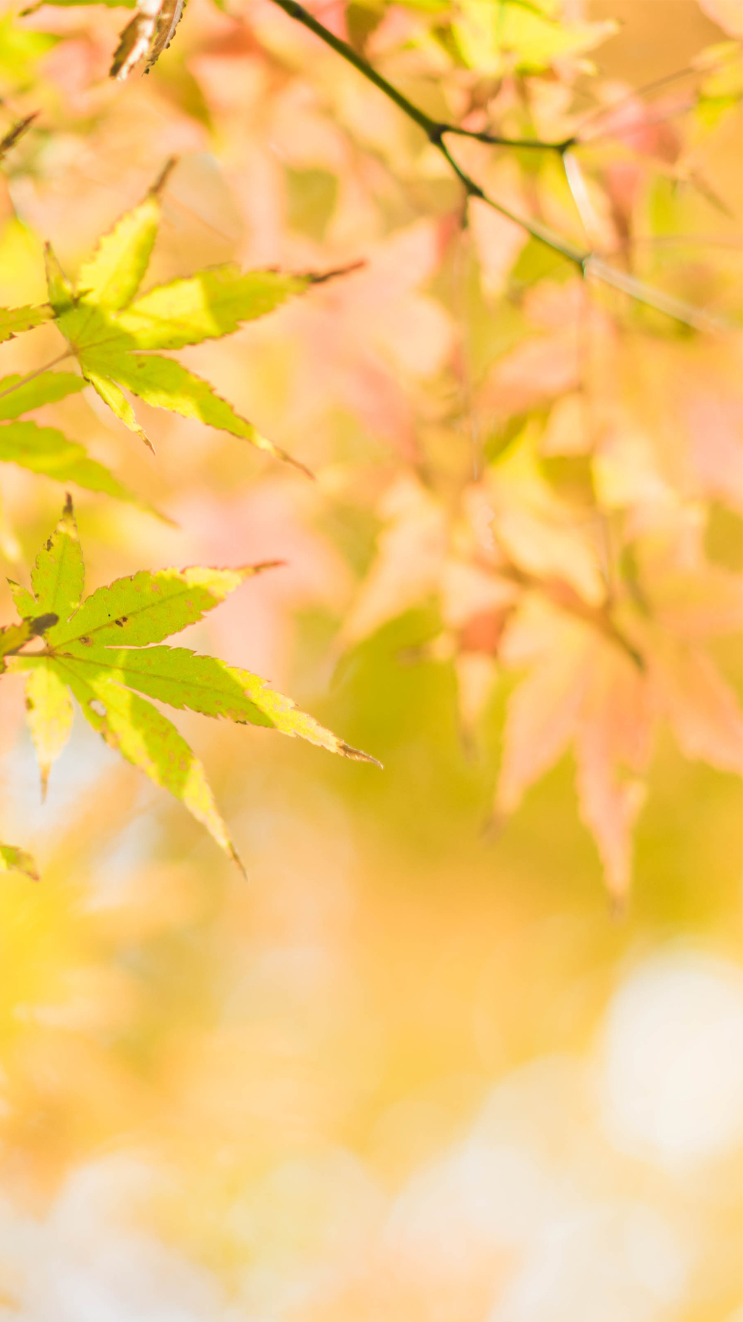 秋天黄色树叶唯美意境高清手机壁纸图片
