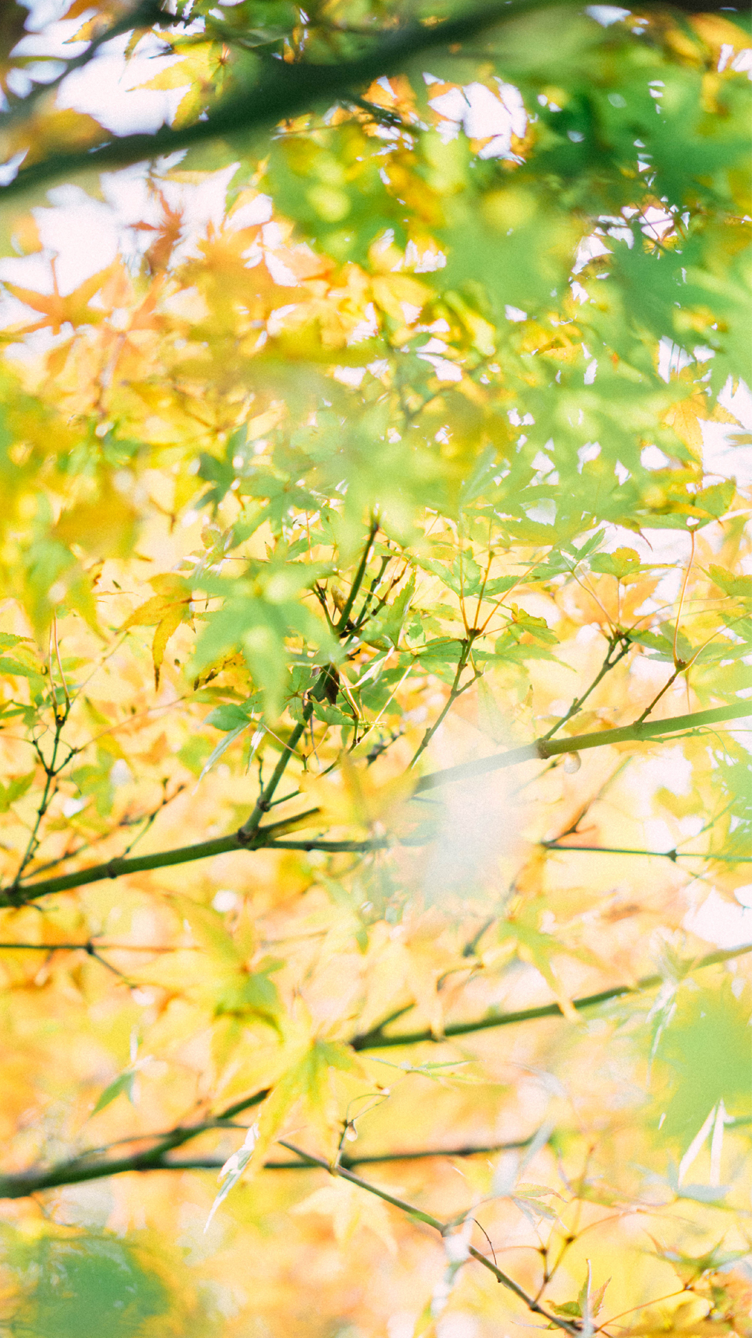 秋天黄色树叶唯美意境高清手机壁纸图片