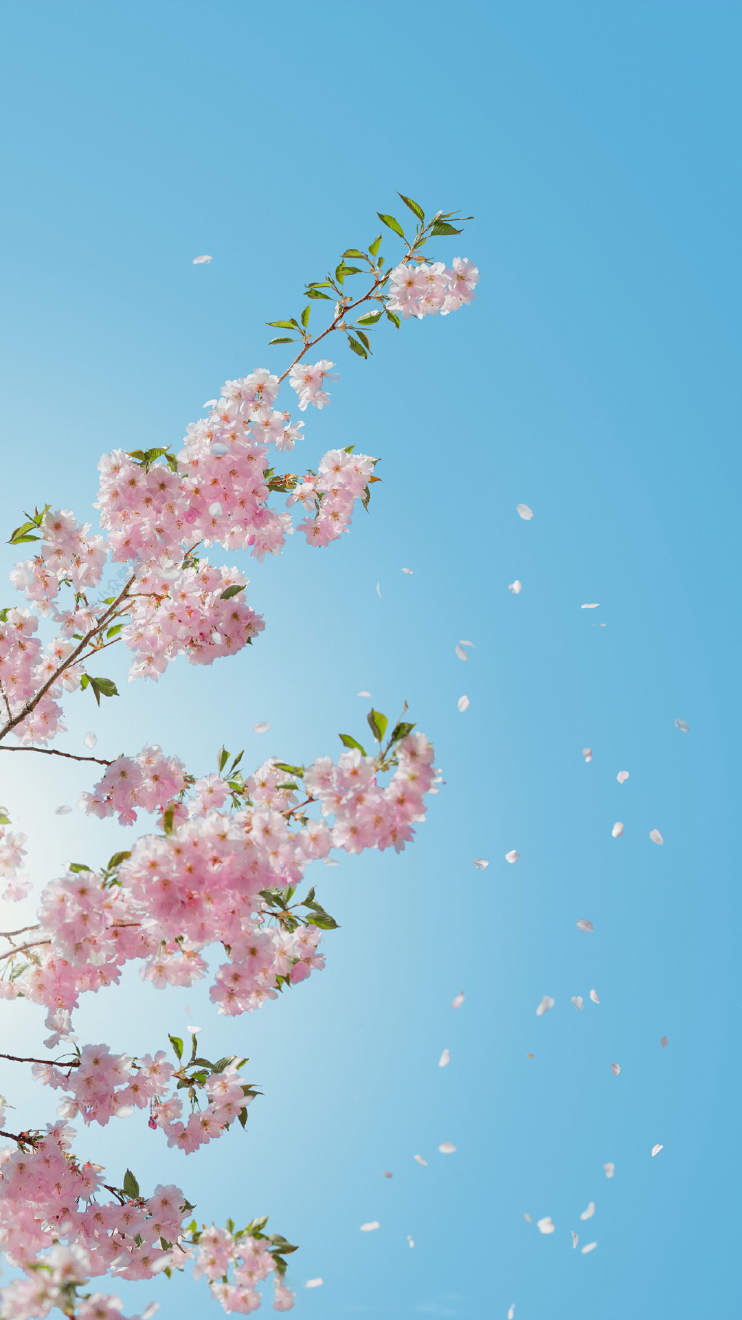 唯美好看的樱花高清图片手机壁纸