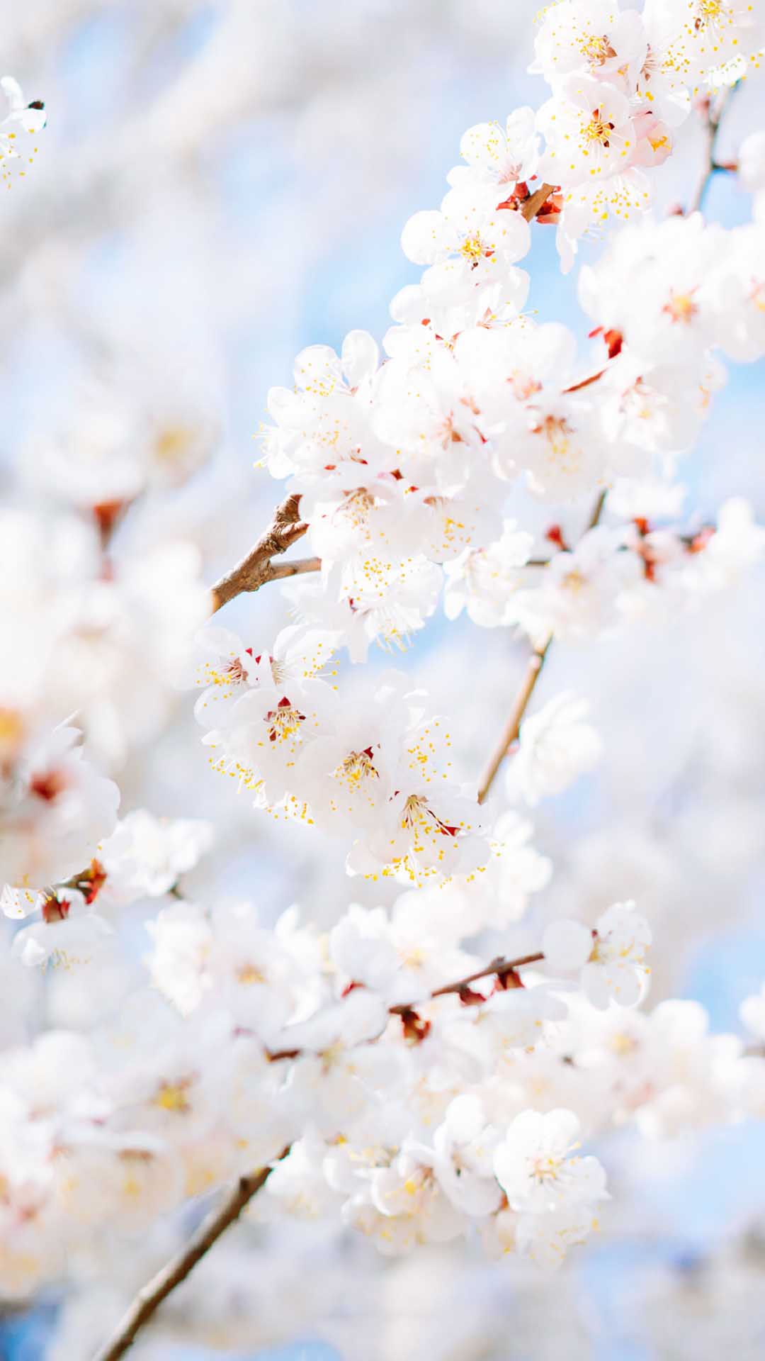 樱花唯美意境手机壁纸图片