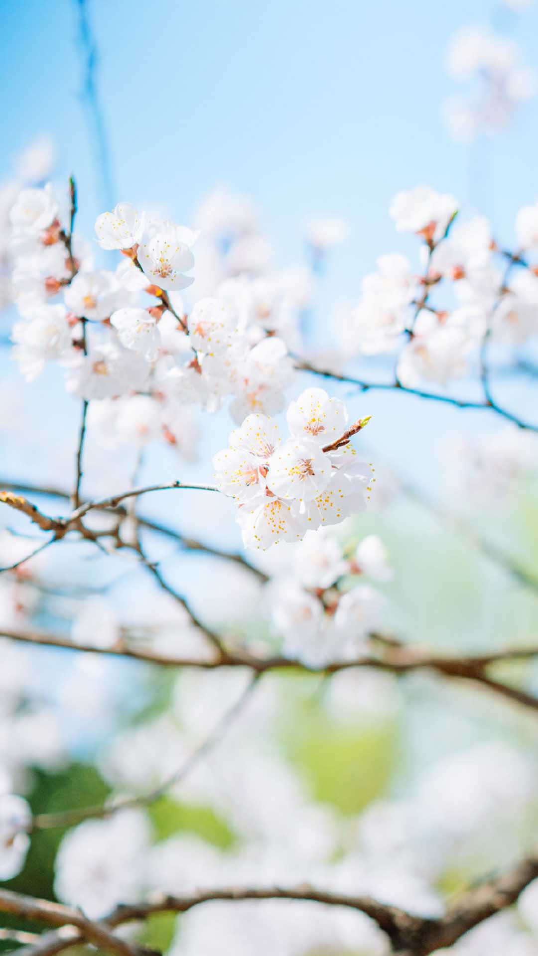 樱花唯美意境手机壁纸图片