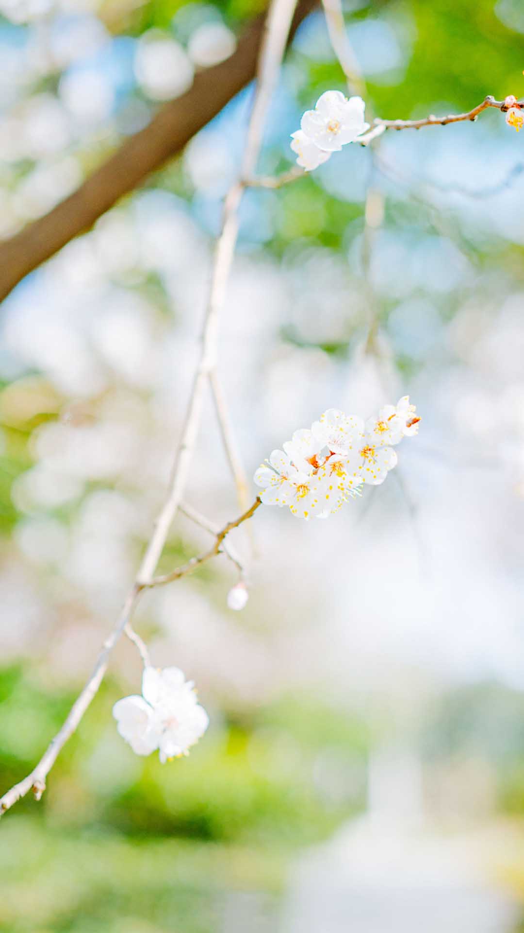 樱花唯美意境手机壁纸图片