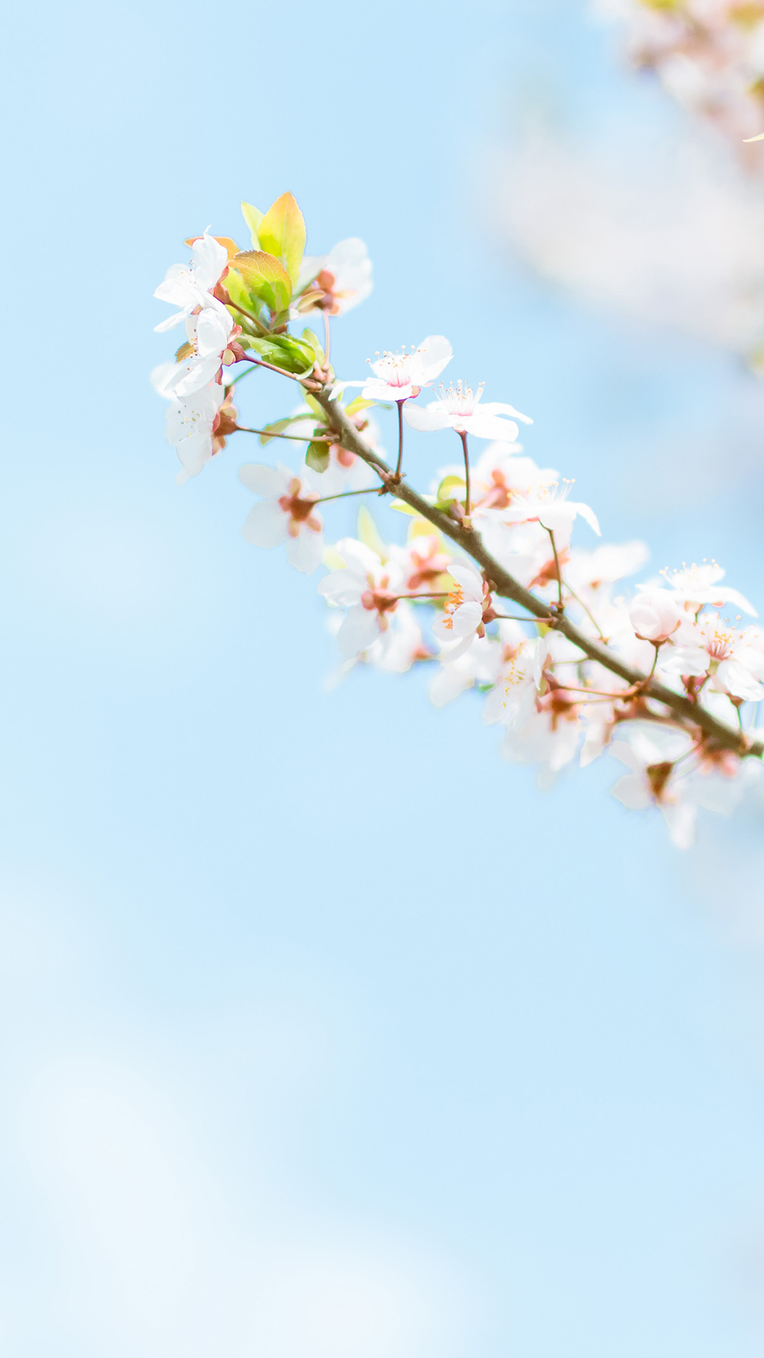 小清新唯美樱花手机壁纸图片