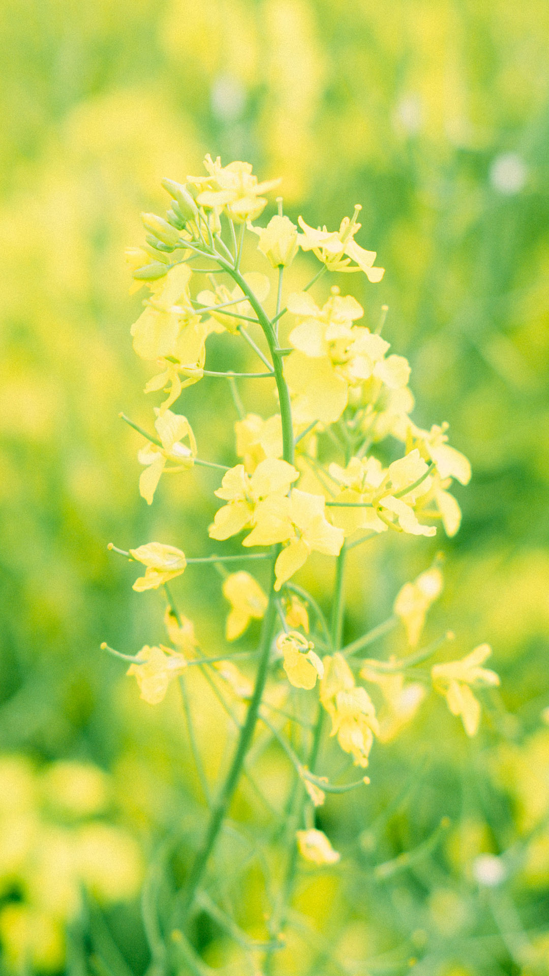 油菜花田园唯美风景手机壁纸图片