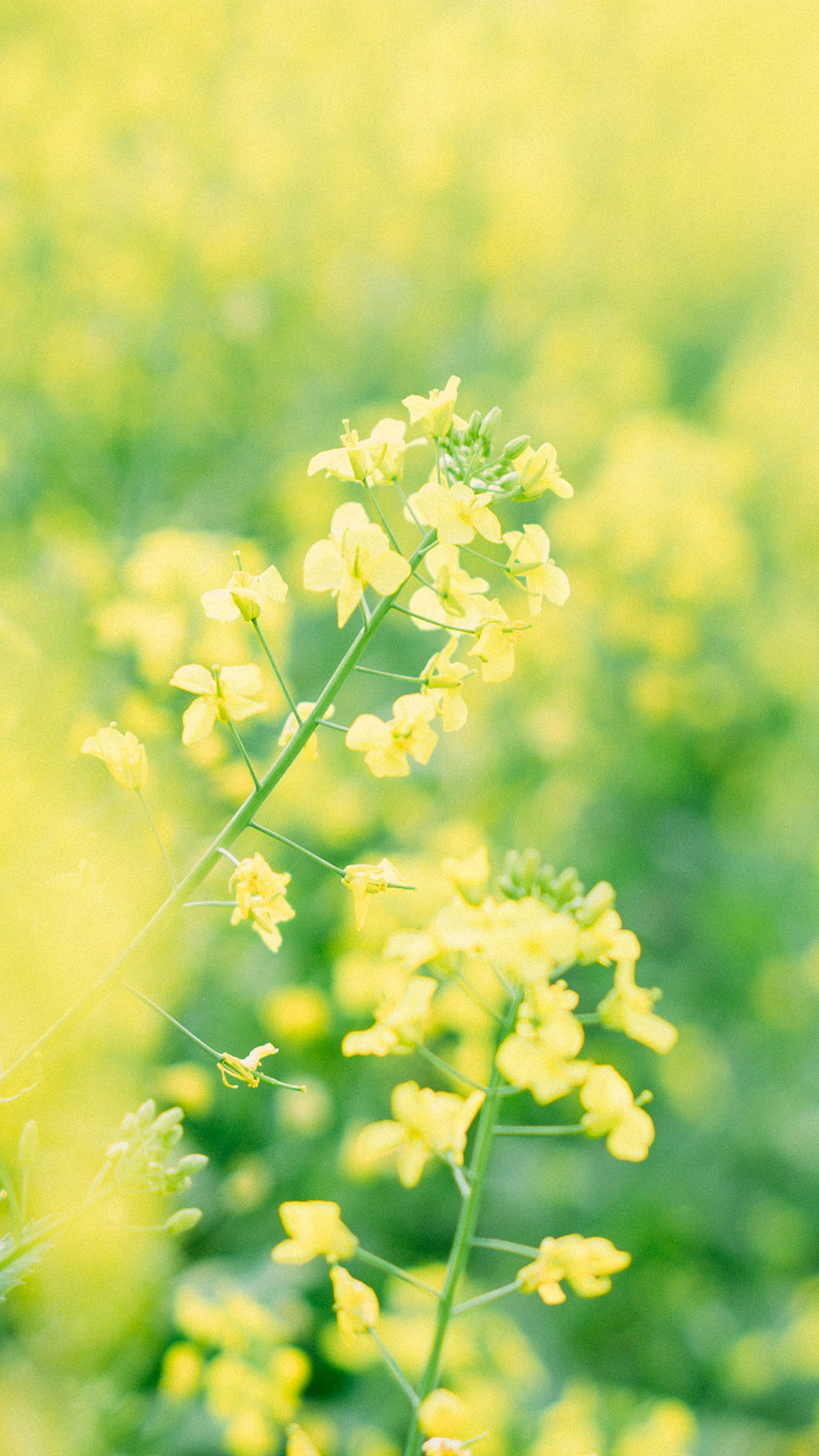 油菜花田园唯美风景手机壁纸图片