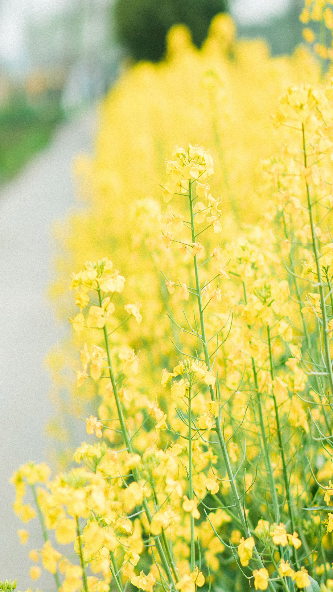 油菜花田园唯美风景手机壁纸图片