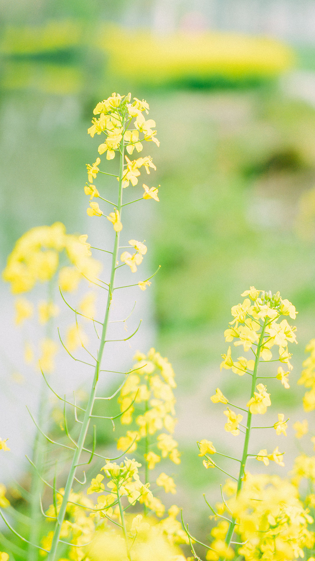 油菜花田园唯美风景手机壁纸图片