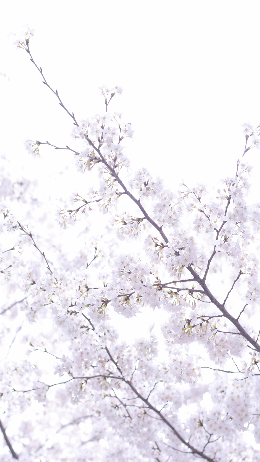 樱花唯美高清手机壁纸图片