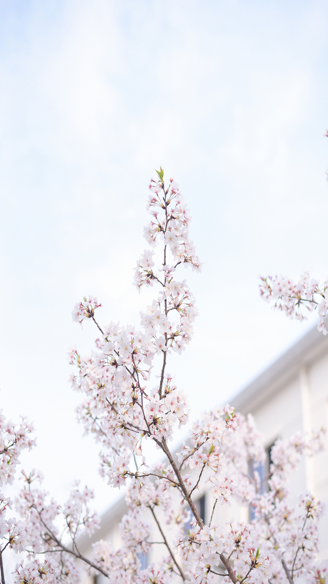 樱花唯美高清手机壁纸图片