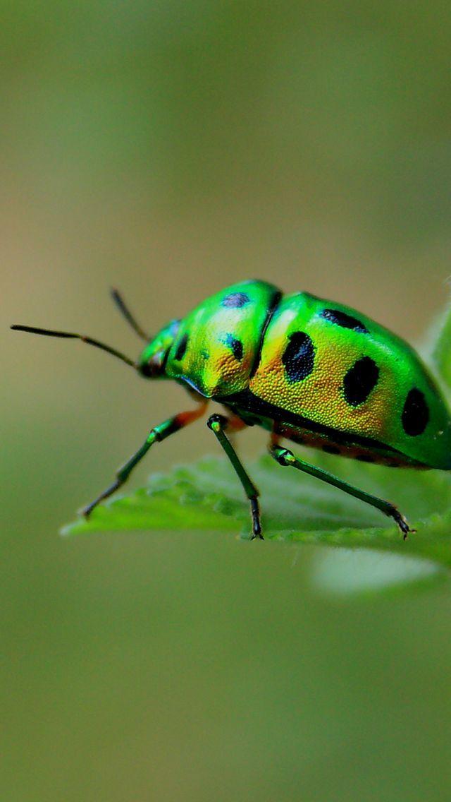 高清大自然昆虫世界美景手机壁纸