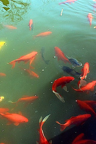 水里的金鱼图片高清手机壁纸