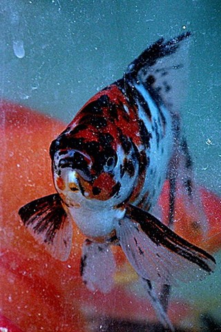 水里的金鱼图片高清手机壁纸