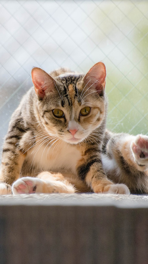 卖萌可爱猫咪图片安卓手机壁纸