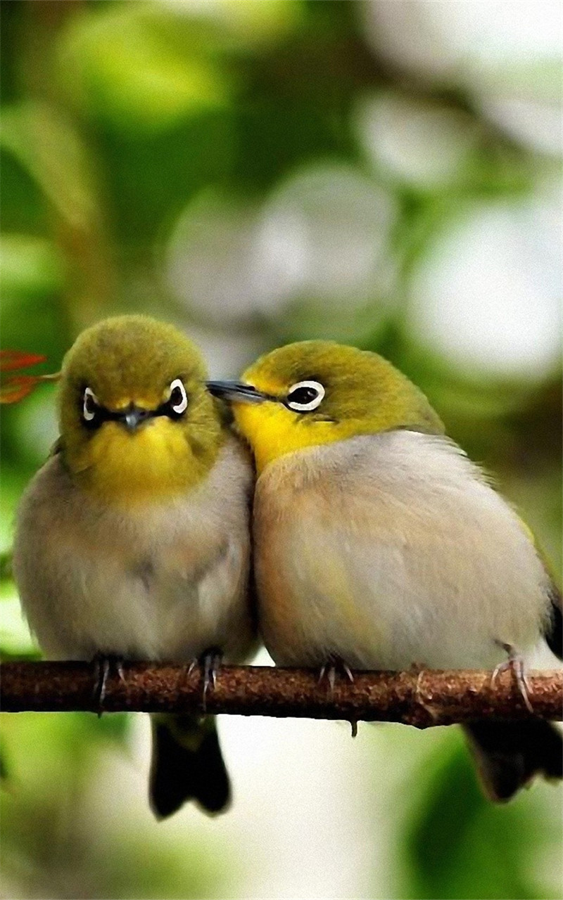精选可爱美丽的小鸟超有爱图片手机壁纸