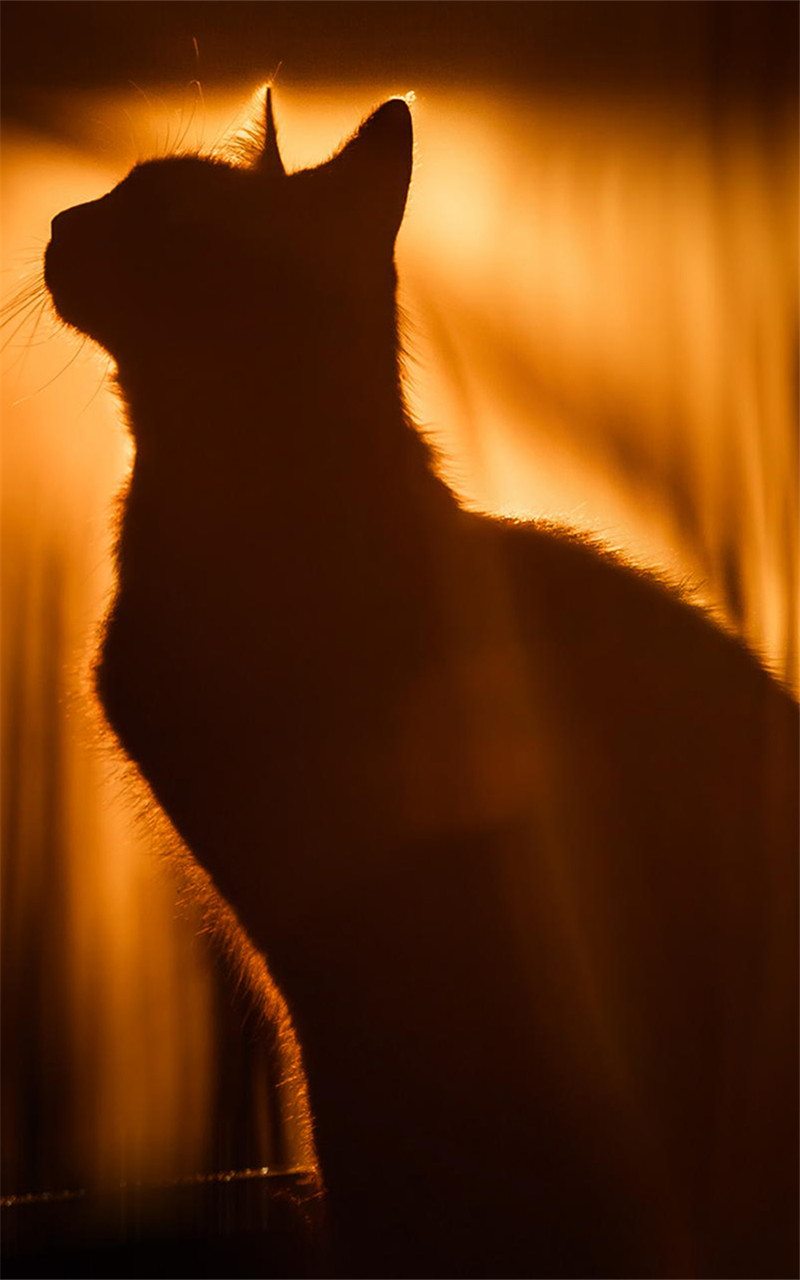 夕阳下的慵懒猫咪手机壁纸