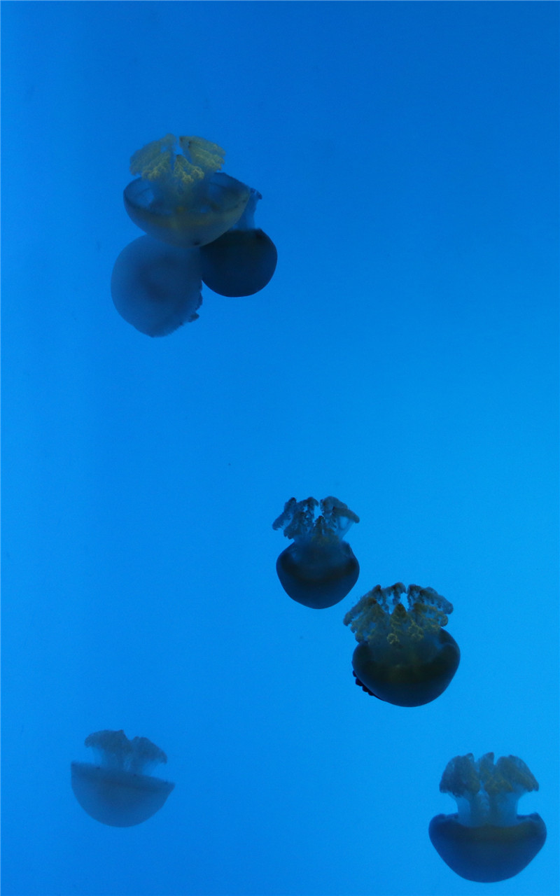 神秘的海底生物美丽水母图片手机壁纸
