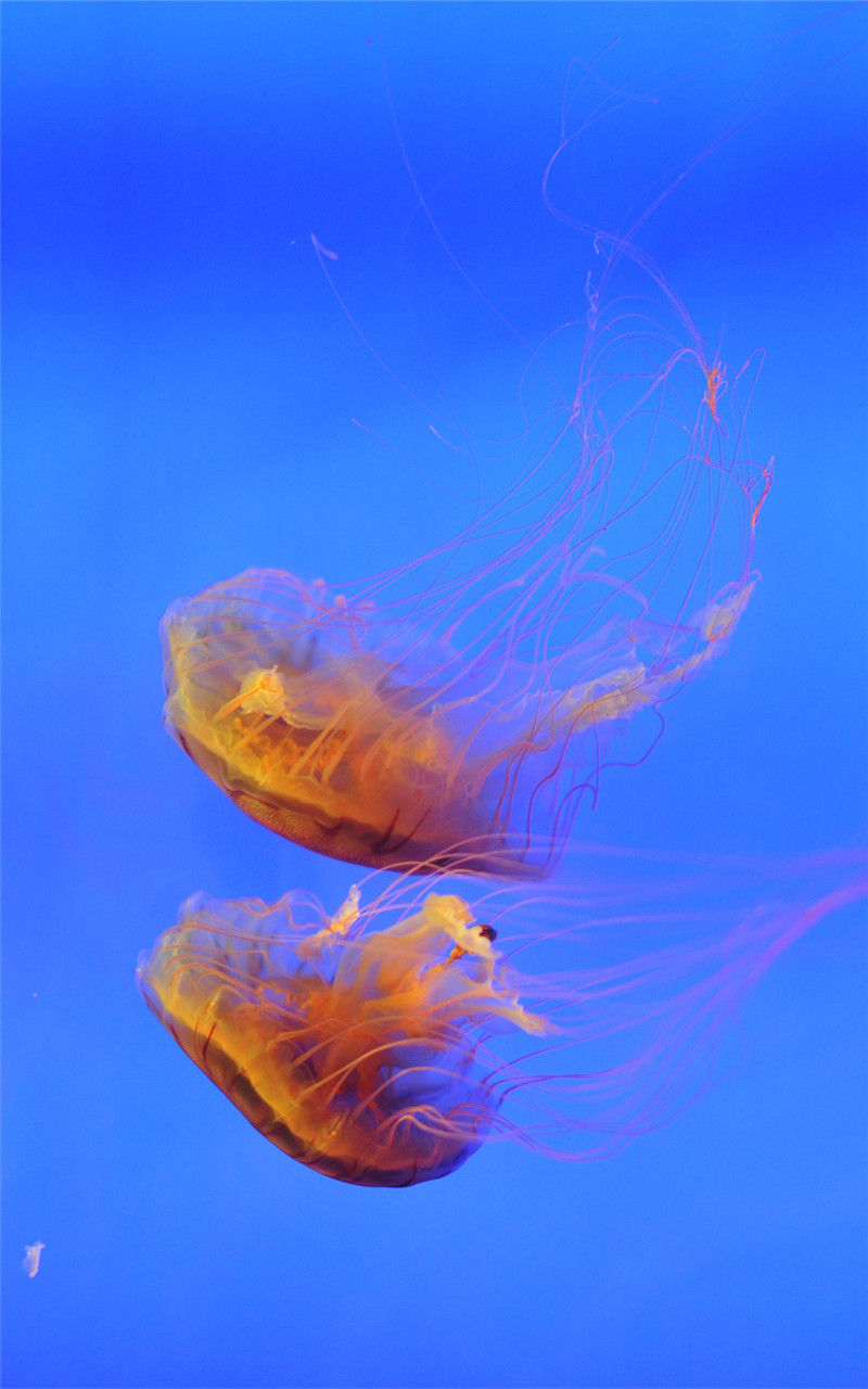 神秘的海底生物美丽水母图片手机壁纸
