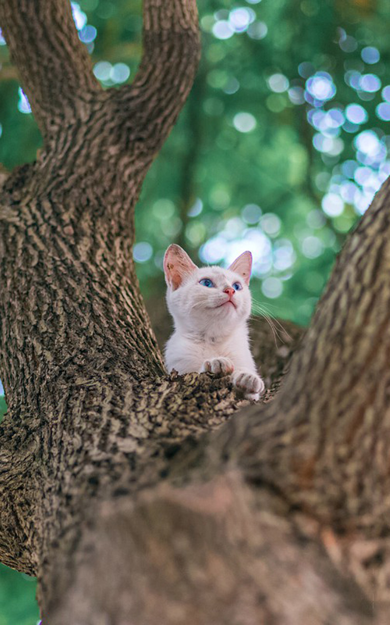 树上可爱猫咪高清手机壁纸