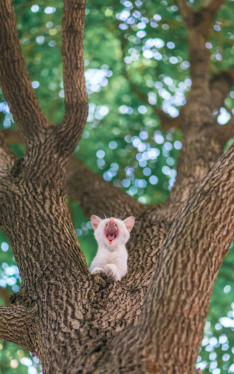 树上可爱猫咪高清手机壁纸