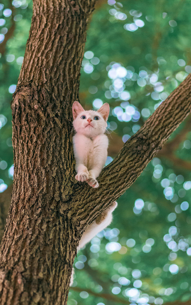 树上可爱猫咪高清手机壁纸