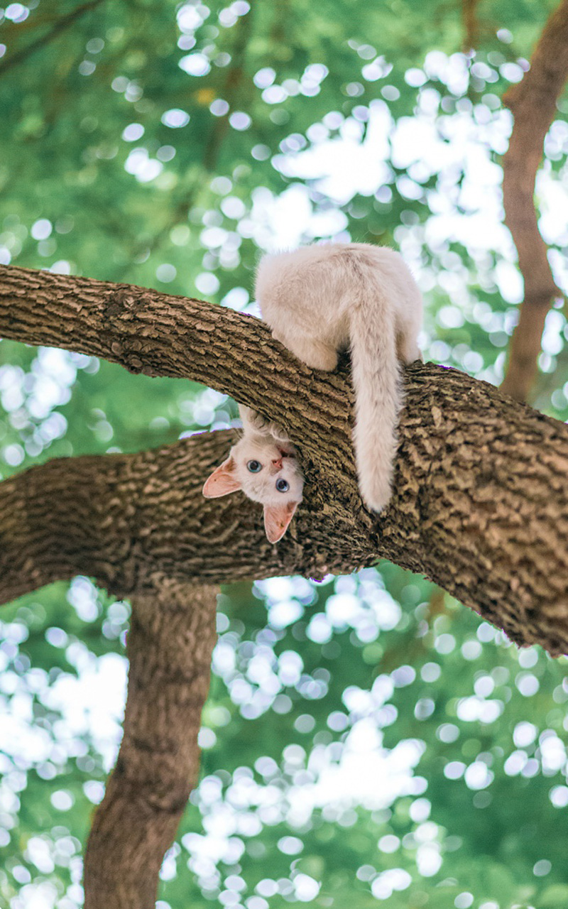 树上可爱猫咪高清手机壁纸