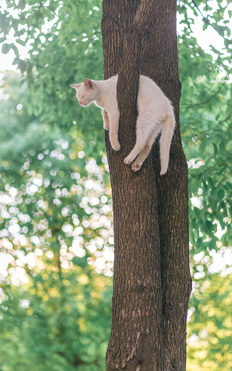 树上可爱猫咪高清手机壁纸