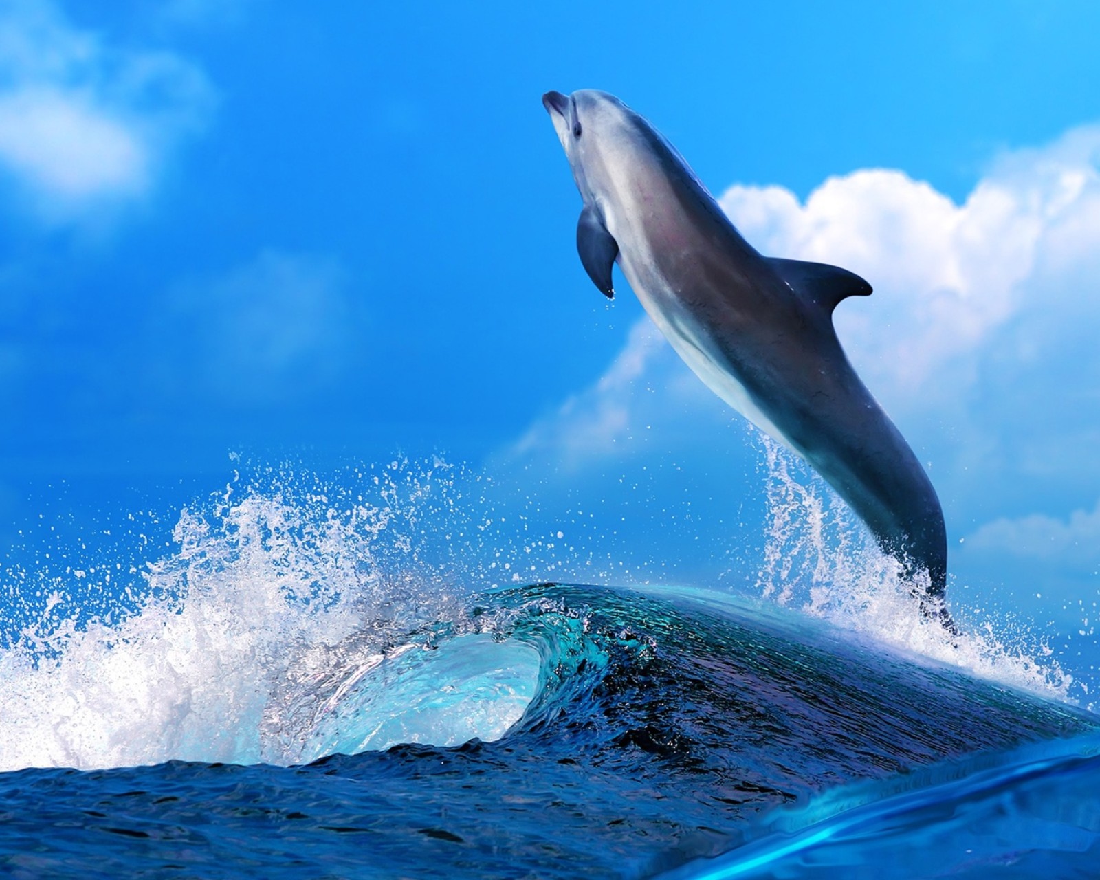 可爱动物海豚图片手机壁纸下载