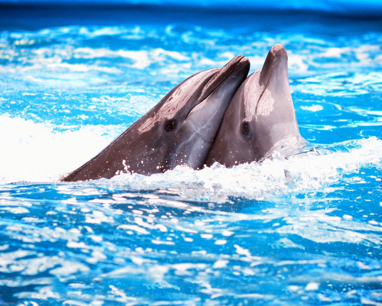 可爱动物海豚图片手机壁纸下载