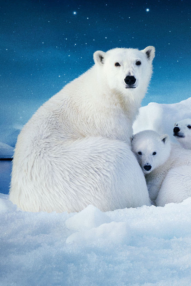 北极熊《到北极去》手机壁纸