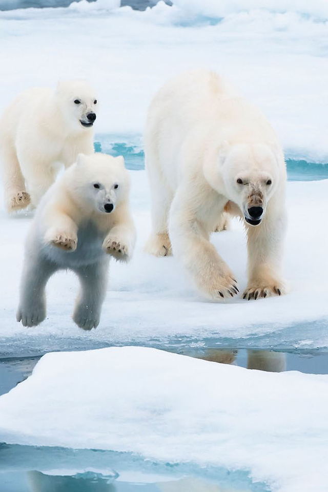 北极熊《到北极去》手机壁纸