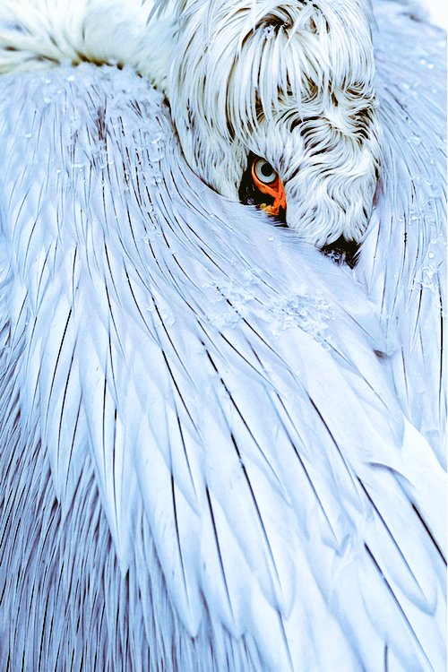 卷羽鹈鹕雪白霸气鸟类手机锁屏壁纸